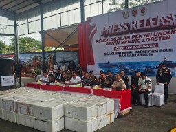 Dirkrimsus Polda Kepri Ungkap 237 Ribu Benih Lobster Senilai Rp 2,36 M