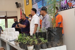 Penanam Pohon Ganja Diamankan Polres Batu dan Ditetapkan Sebagai Tersangka 