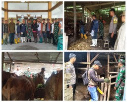 Polsek Ngimbang Gelar Vaksinasi PMK di Desa Slaharwotan Bersama Dinas Peternakan Kabupaten Lamongan