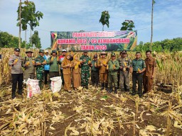 Panen Raya Jagung Koramil 0812/05 Kembangbahu di Desa Moronyamplung Berlangsung Sukses