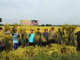Panen Raya Padi Inpari 42 di Desa Rumpuk, Koramil Mantup 0812/09 Bersama Kelompok Tani Murah Rejeki