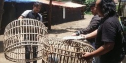 Dinilai Meresahkan! Polres Nganjuk Gerebek Kalangan Sabung Ayam di Ngronggot.