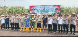 Panen Raya Jagung di Peterongan Jombang, Bukti Sinergi untuk Ketahanan Pangan