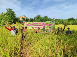 Koramil 0812/05 Kembangbahu Bersinergi dengan Pemerintah Kecamatan dalam Panen Raya Padi