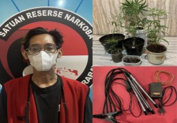 Polisi Gerebek Rumah di Surabaya, Temukan 13 Pohon Ganja dan Alat Penanam