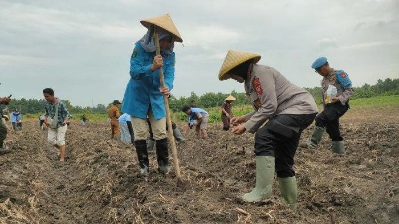 Dukung Ketahanan Pangan, Polresta Cirebon 'Sulap' Lahan Tidur Jadi Ladang Jagung