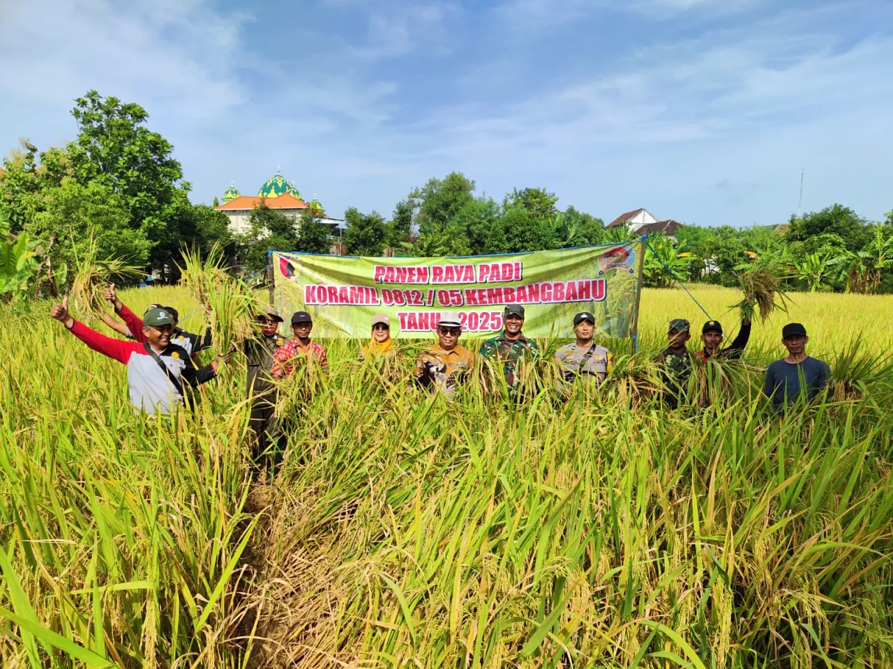 Koramil 0812/05 Kembangbahu Bersinergi dengan Pemerintah Kecamatan dalam Panen Raya Padi