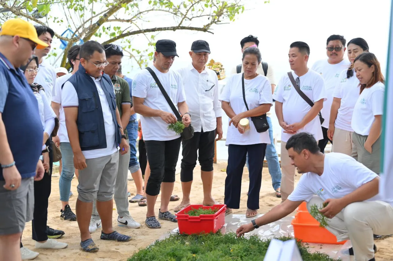 Hari Lingkungan Hidup, Dari Pesisir Nusa Lembongan, PLN Bangun Kemandirian Ekonomi Melalui Rumput Laut
