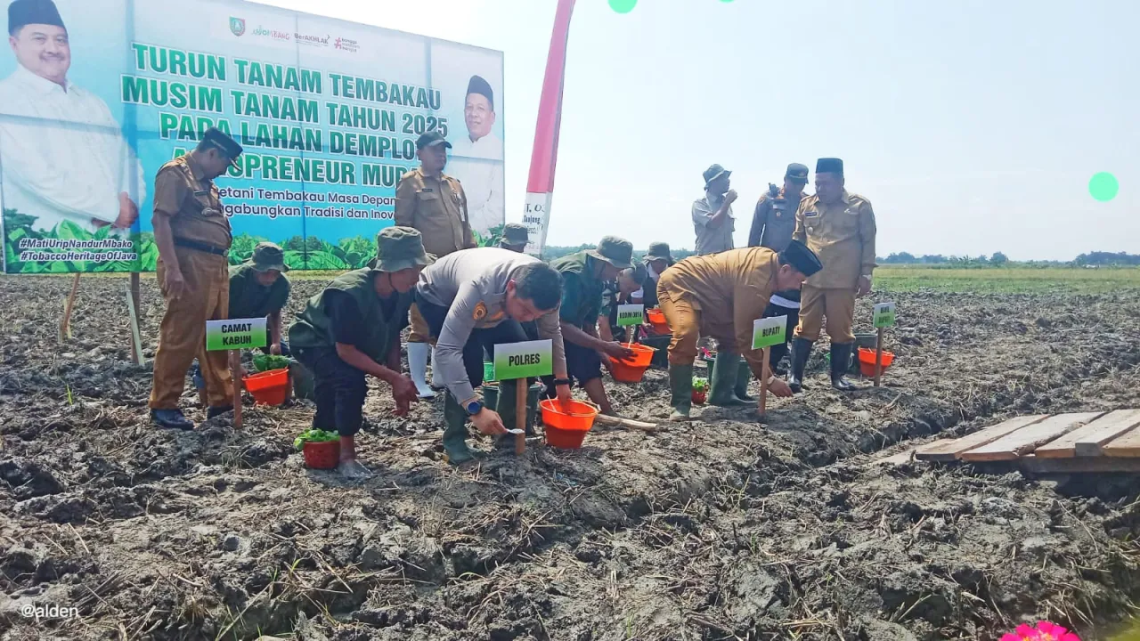 Pemerintah Kabupaten Jombang Tingkatkan Kualitas dan Produktivitas Melalui Tanam Tembakau