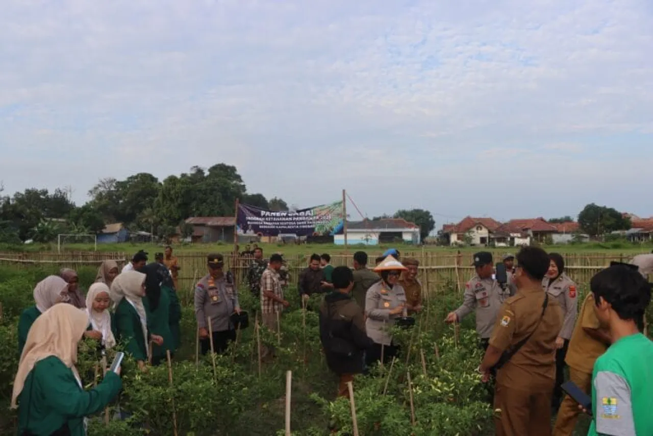 Polresta Cirebon Gelar Panen Raya Cabai, Penanaman Bibit Cabai dan Benih Ikan Lele di Desa Panunggul