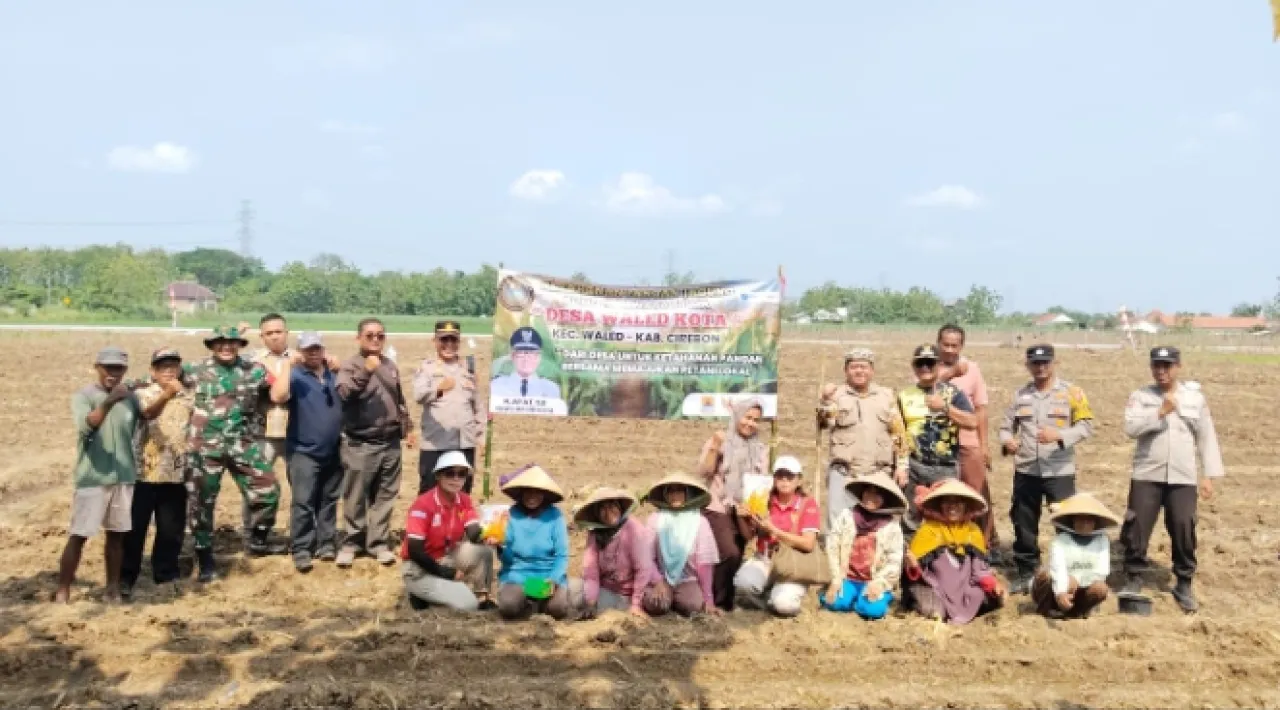 Ketahanan Pangan Jagung BUMDES Dewata Prima Desa Waled Kota Kecamatan Waled
