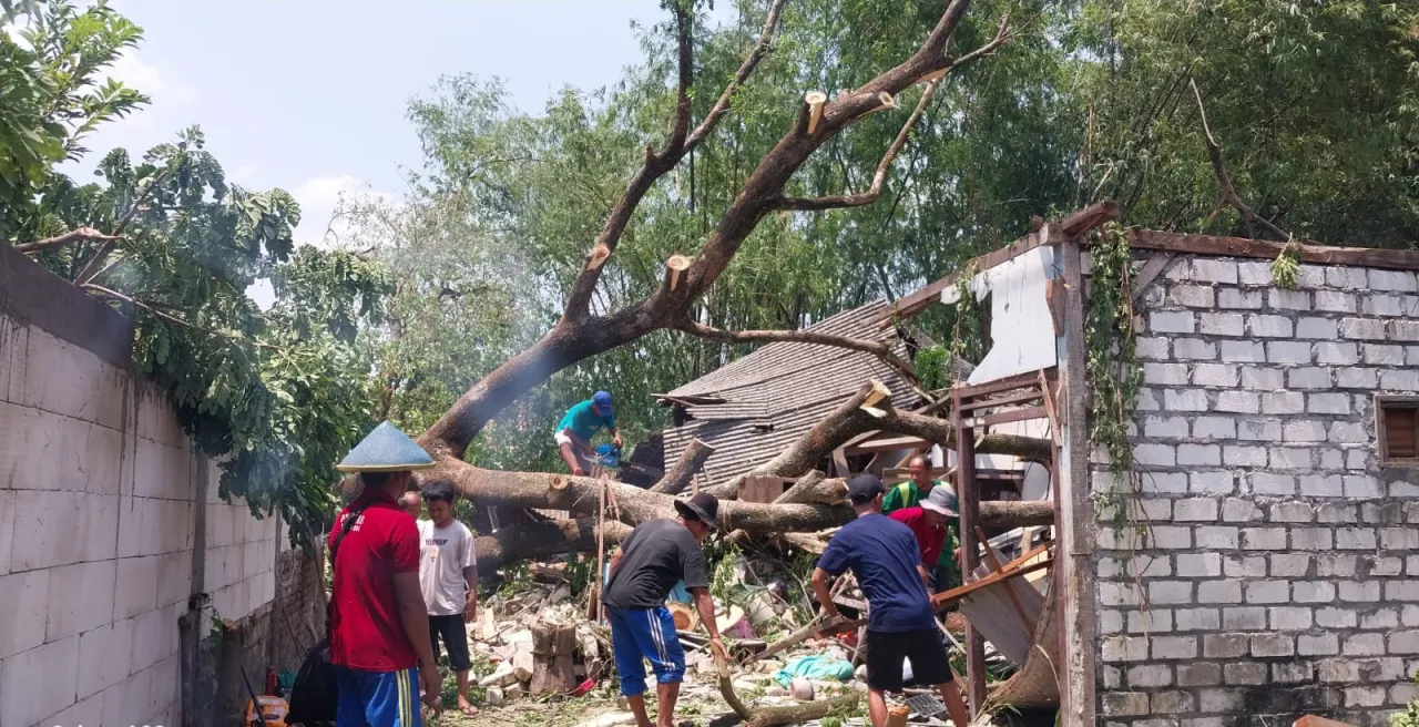 Akibat Curah Hujan Lebat, Rumah Warga di Lamongan Tertimpa Pohon Rata dengan Tanah