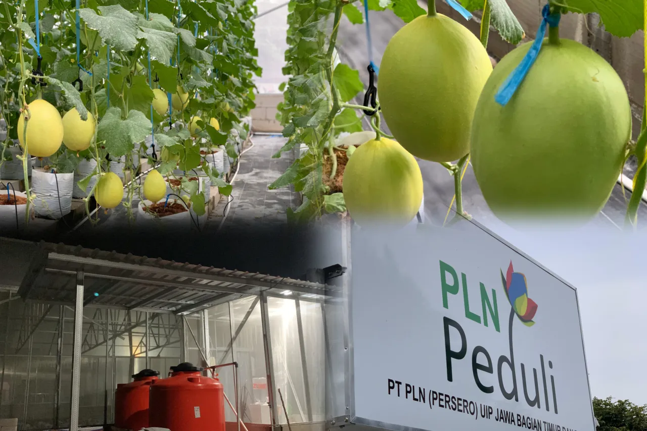 Wujudkan Ketahanan Pangan, PLN UIP JBTB Dorong Budidaya Melon Hidroponik Melalui Pembangunan Greenhouse