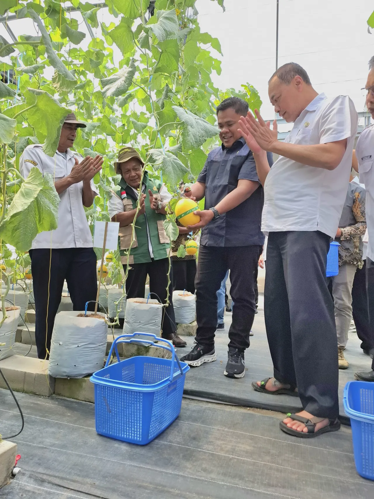 PLN UIP JBTB & Karang Taruna sukses panen perdana 600 melon New Kinanti hidroponik di Desa Winong.