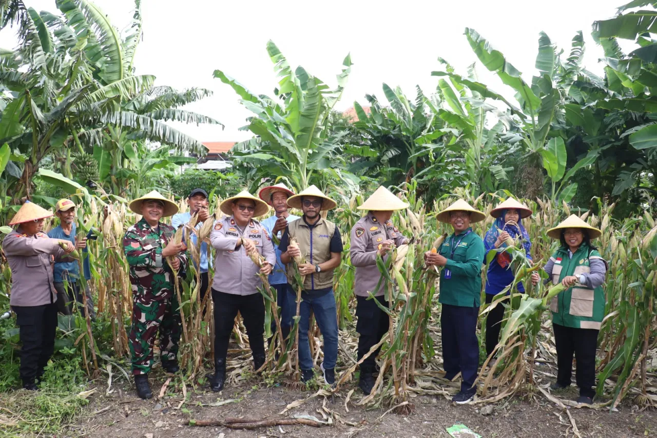 Dukung Asta Cita, Polres Pelabuhan Tanjung Perak Panen 1,6 Ton Jagung di Tambak Wedi