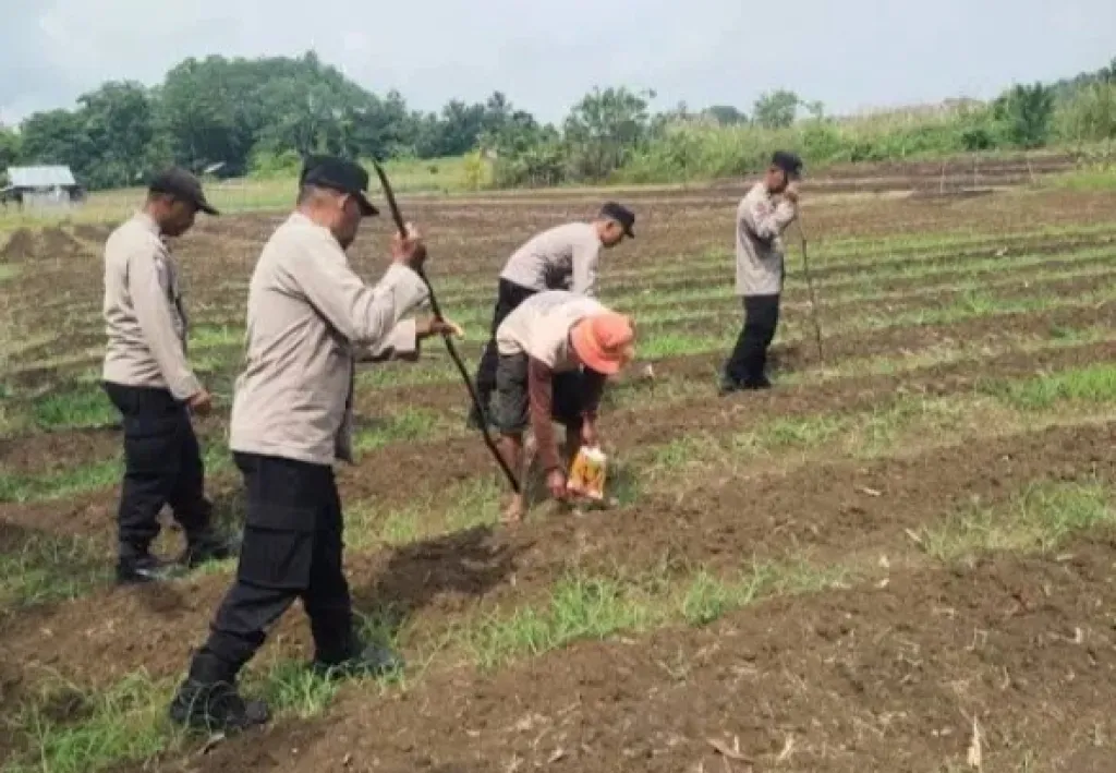 Gerakan Jagung Massal Polda Jabar Tembus Ribuan Hektare, Dorong Swasembada Pangan Nasional