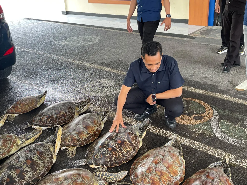 Ditpolairud Polda Bali Gagalkan Penyelundupan 21 Penyu Hijau di Buleleng, Dua Pelaku Masih Buron