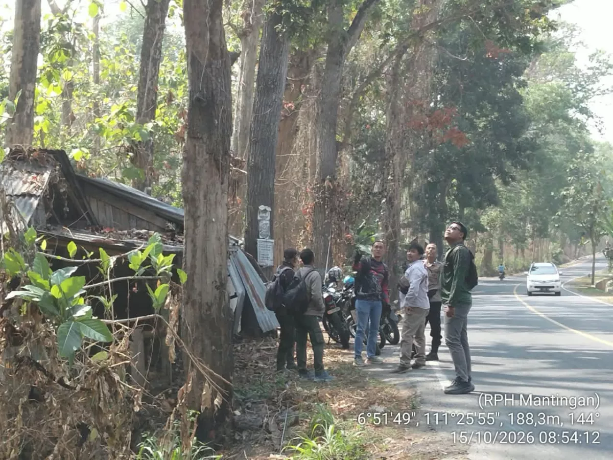 Perhutani Siap Tebang Pohon - Pohon yang mambahayakan Sepanjang Jalan Rembang Blora