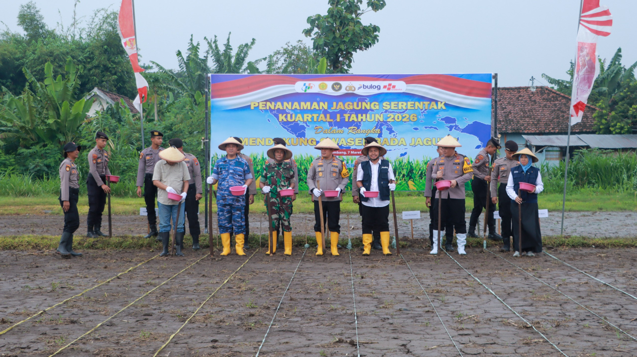 Penanaman Jagung Serentak Kuartal I 2026 di Jombang Dukung Program Swasembada Jagung Nasional