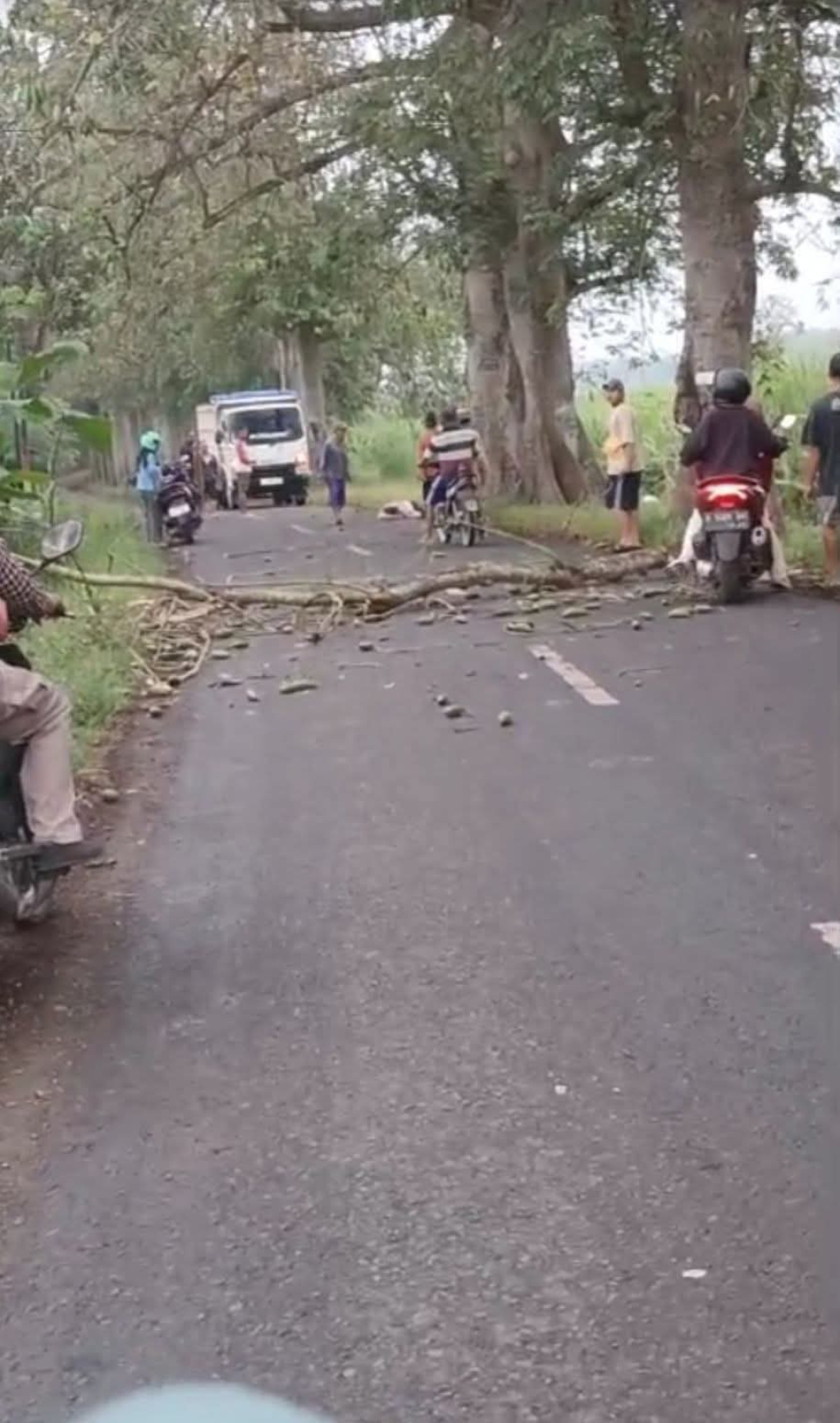 Tertimpa  Ranting Pohon Randu Saat Melintas Karyawan Pabrik Sepatu Meninggal Dunia