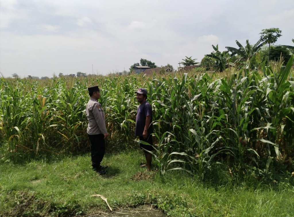 Polsek Sumobito Lakukan Peninjauan Lahan Tanaman Jagung Binaan, Dalam Rangka Mendukung Ketahanan Pangan