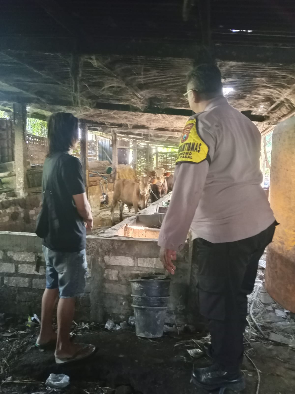 Bhabinkamtibmas Benowo Sambangi Peternak Sapi, Polsek Pakal Perkuat Dukungan Ketahanan Pangan Nasional