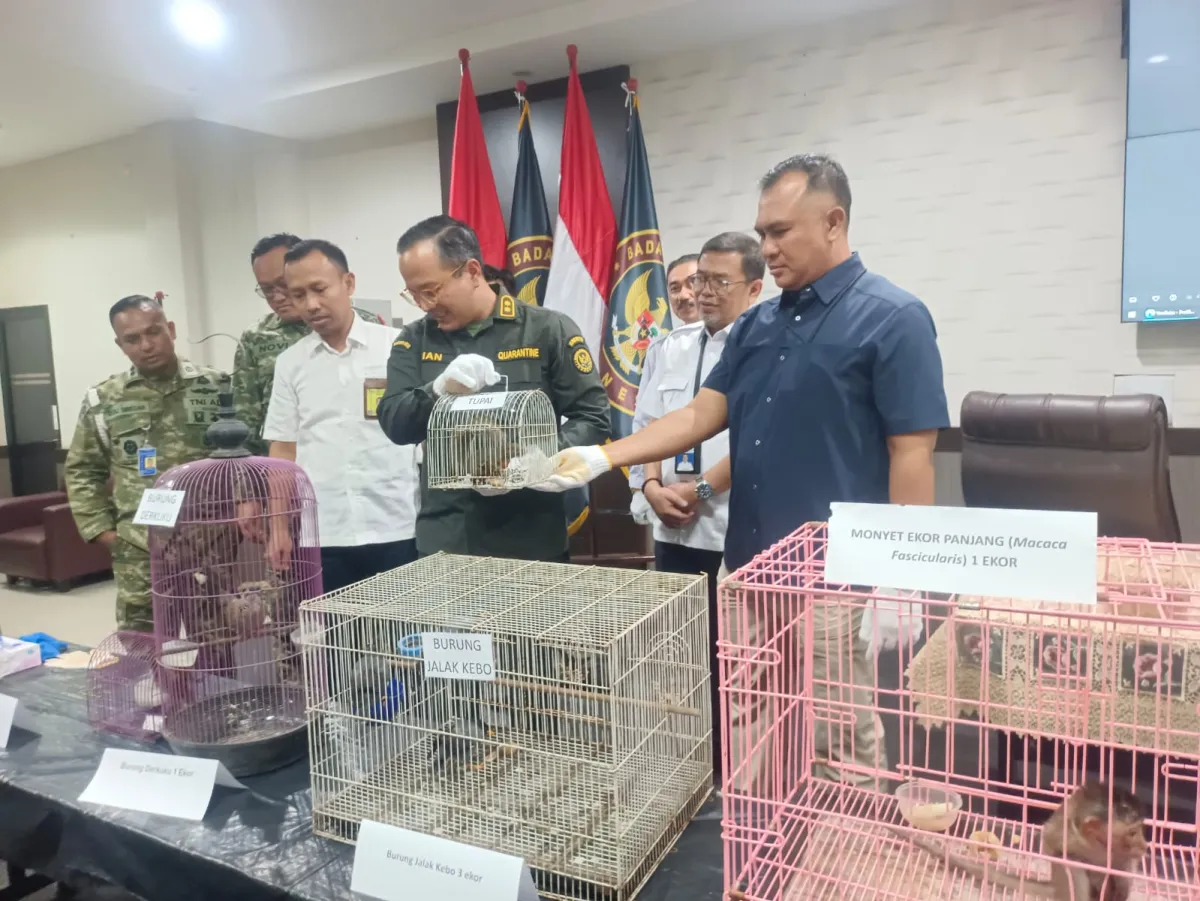 Koper Berisi Monyet Ekor Panjang Diamankan di Bandara Juanda, Pemilik Diduga Terbang ke Sulawesi Selatan